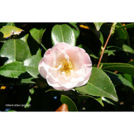 Camellia japonica Doctor Tinsley