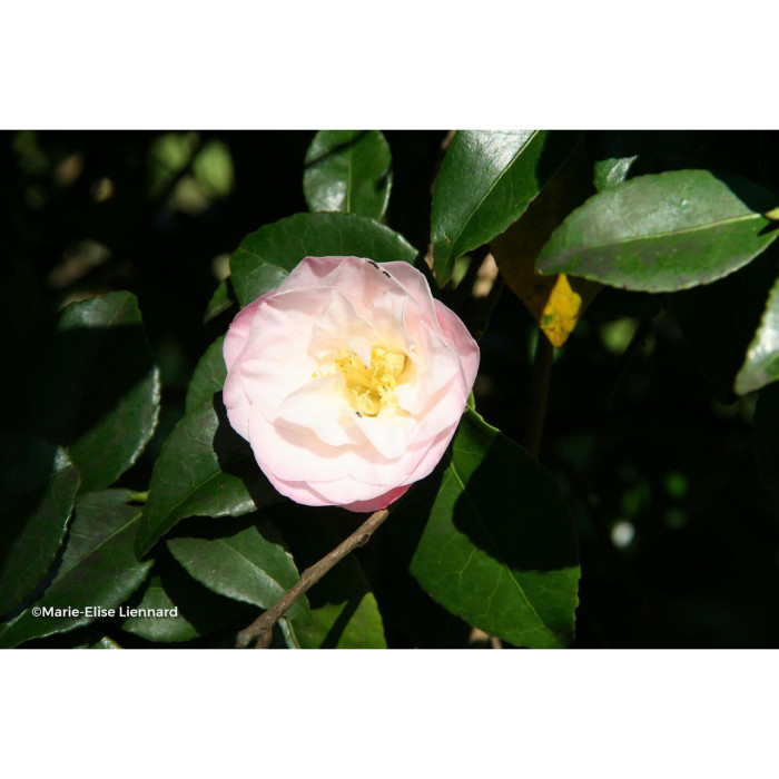 Camellia japonica Doctor Tinsley