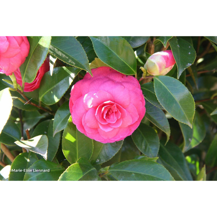 Camellia japonica Emeric Halasz