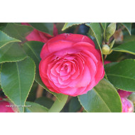 Camellia japonica Emeric Halasz