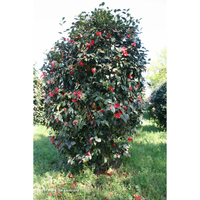 Camellia japonica Kimberley