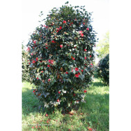 Camellia japonica Kimberley