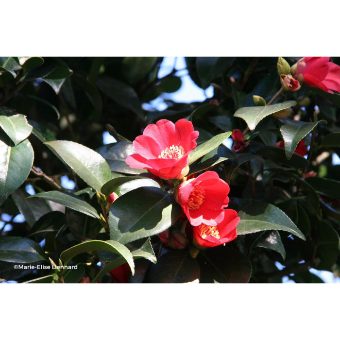 Camellia japonica Kimberley