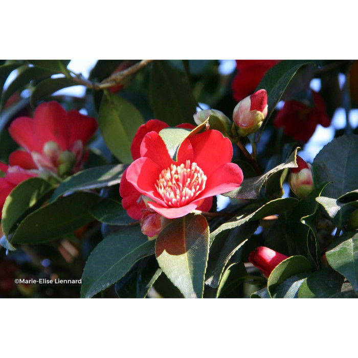 Camellia japonica Kimberley