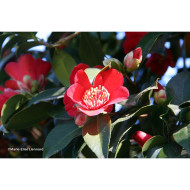 Camellia japonica Kimberley