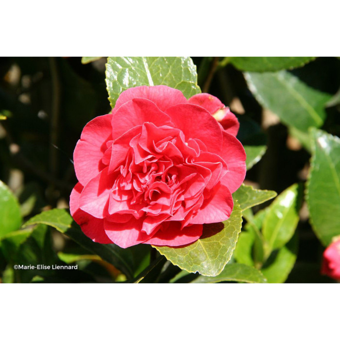 Camellia japonica 'Kramer's Supreme'