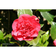 Camellia japonica 'Kramer's Supreme'