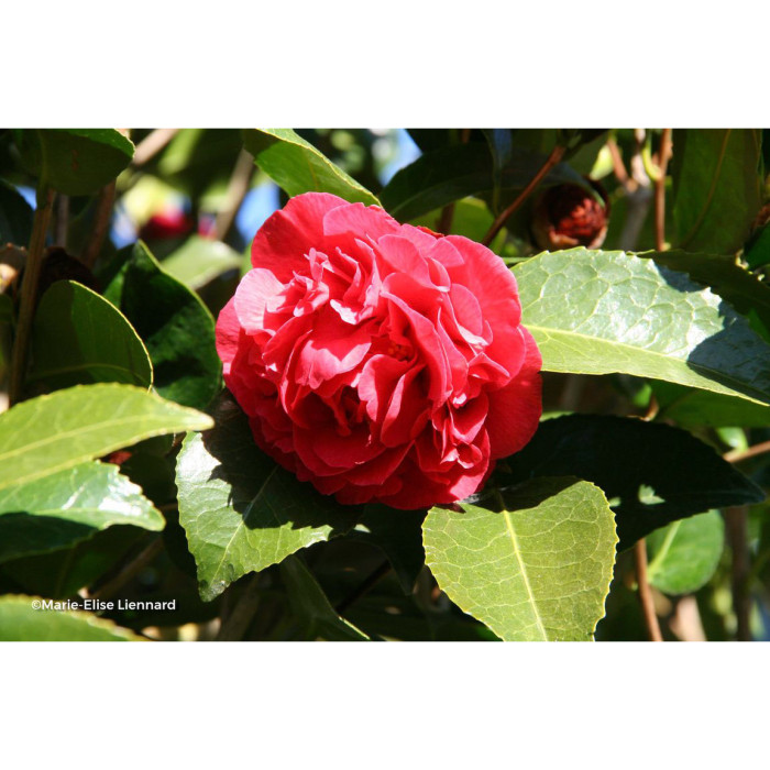 Camellia japonica 'Kramer's Supreme'