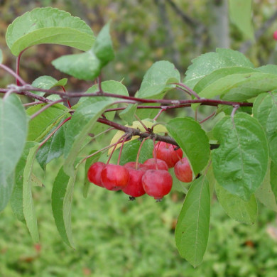 Malus EVERESTE® 'Perpetu'