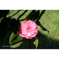 Camellia japonica Princesse Baciocchi