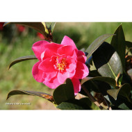 Camellia sasanqua Paradise Illumination