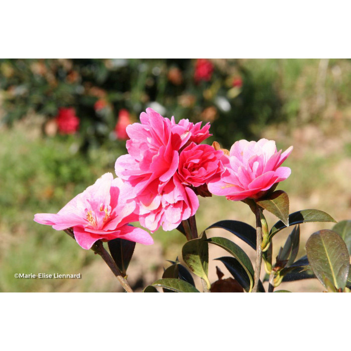 Camellia sasanqua Paradise Illumination