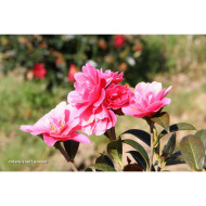 Camellia sasanqua Paradise Illumination