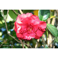 Camellia japonica Tom Knudsen