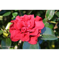 Camellia japonica Tom Knudsen