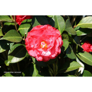 Camellia japonica 'Winter Gem'