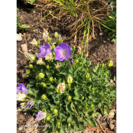 Campanula carpatica 'Blaue Clips'