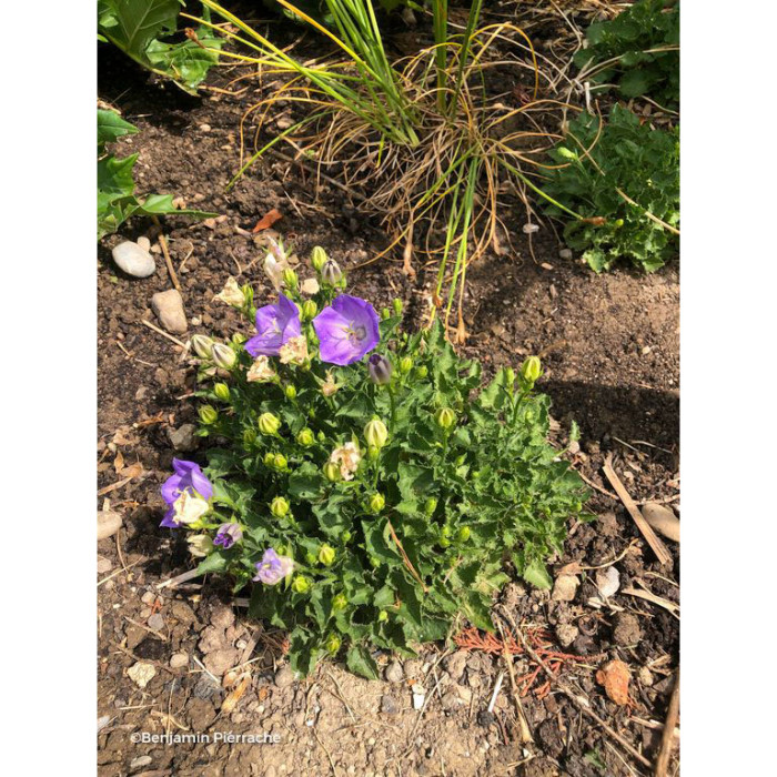 Campanula carpatica 'Blaue Clips'