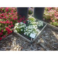Campanula carpatica 'Pearl White'