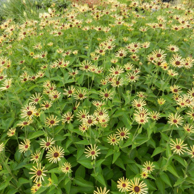Rudbeckia subtomentosa 'Henry Eilers'