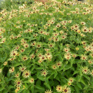Rudbeckia subtomentosa 'Henry Eilers'