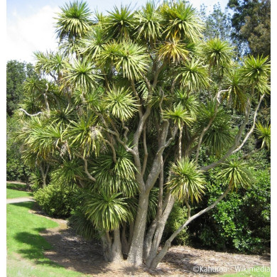 Cordyline australis