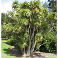 Cordyline australis