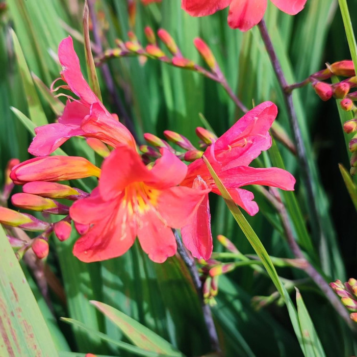Crocosmia 'Limpopo'
