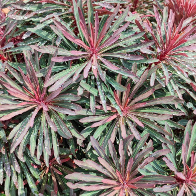 Euphorbia 'KMMM024' MINER'S MERLOT