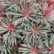 Euphorbia 'KMMM024' MINER'S MERLOT