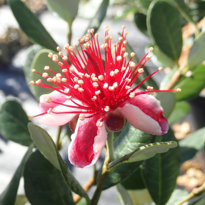 Acca (Feijoa) 'Coolidgei'