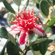 Acca (Feijoa) 'Coolidgei'