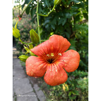 Campsis radicans