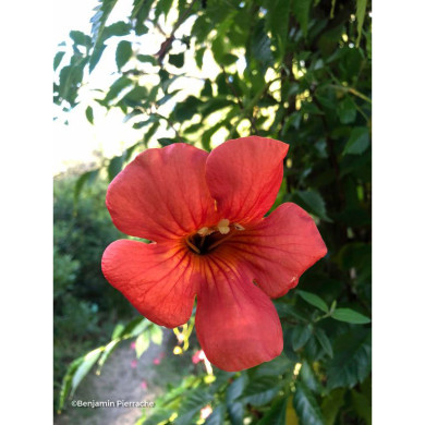 Campsis radicans