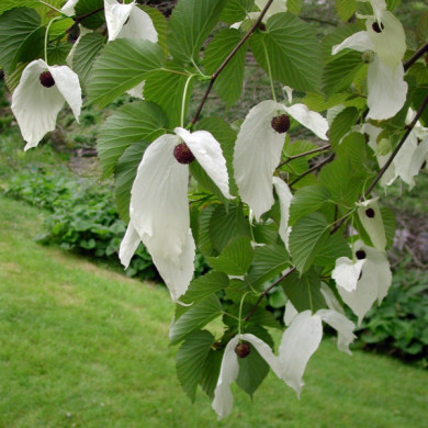 Davidia involucrata