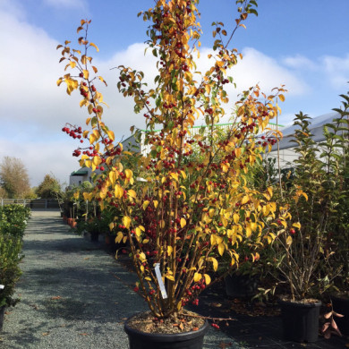 Malus EVERESTE® 'Perpetu'