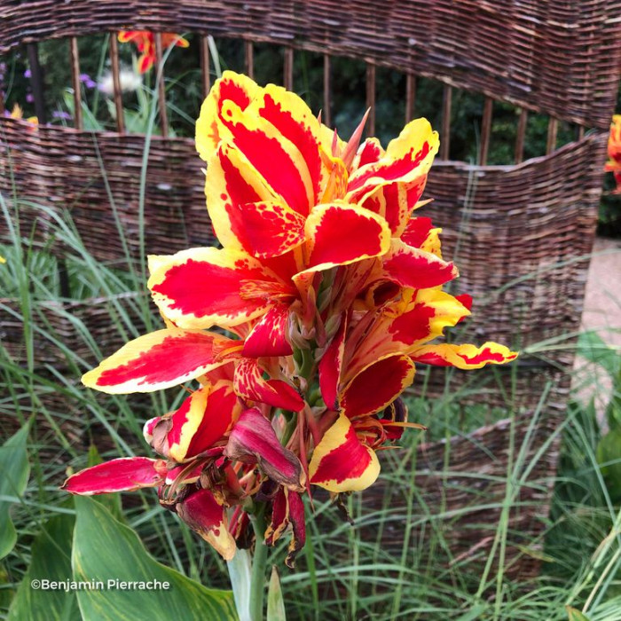 Canna Lucifer