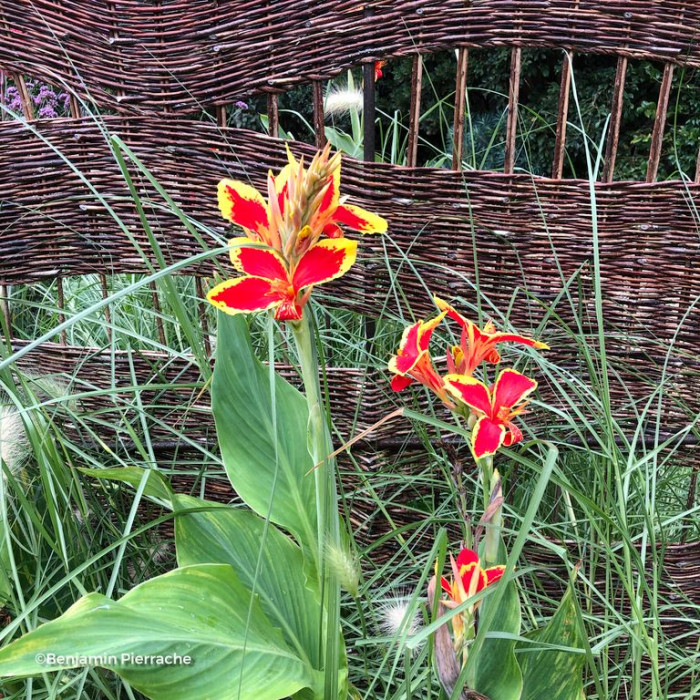 Canna Lucifer