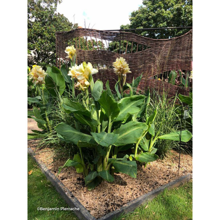 Canna Niagara