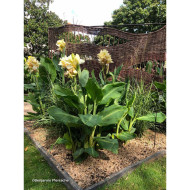 Canna Niagara