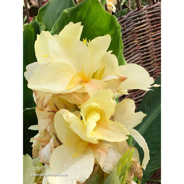 Canna Niagara