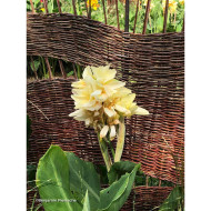 Canna Niagara