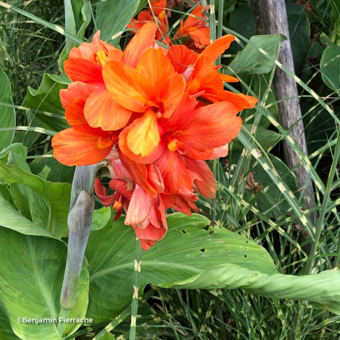Canna Saumur