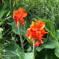 Canna Saumur