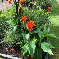 Canna Saumur