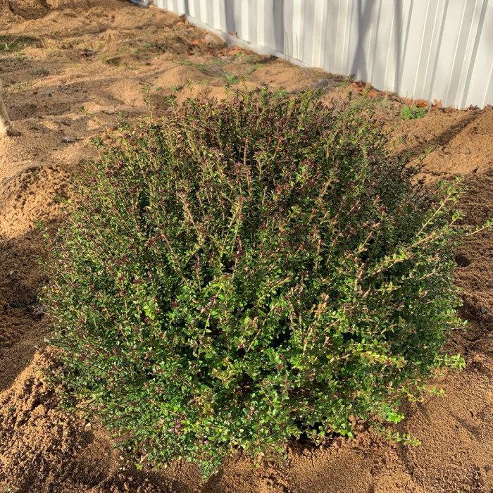 Lonicera nitida 'Tidy Tips'