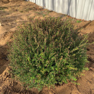 Lonicera nitida 'Tidy Tips'