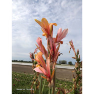 Canna Stuttgart