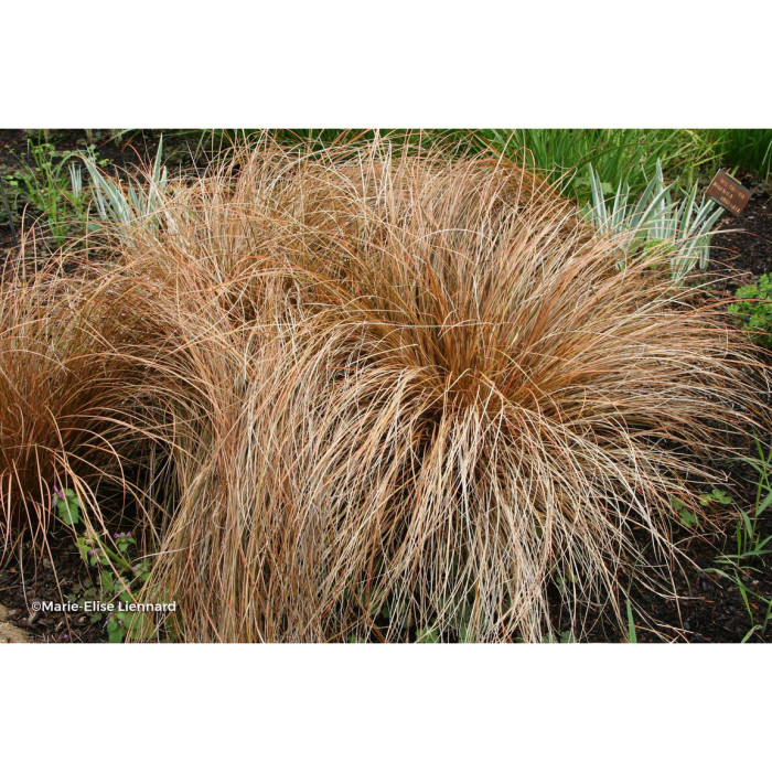Carex flagellifera