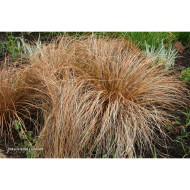 Carex flagellifera